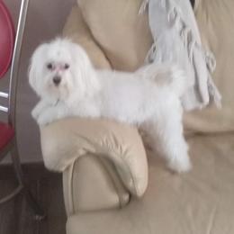 Lizzy - Maltese