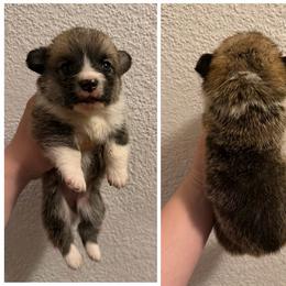 Lou - Red male Pembroke Welsh Corgi puppy in Helmville, Montana from Calie’s Corgis