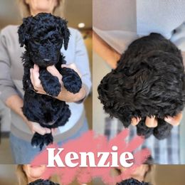 Kenzie - Black and white female Bernedoodle puppy in Wagener, South Carolina from Noble Friend Breeders LLC
