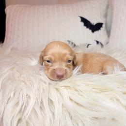 Briar - Red female Dachshund puppy in Washburn, Tennessee from Clinch Mountain Dachshunds