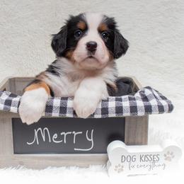 Bernese Mountain Dog Puppies from Berner Dynasty