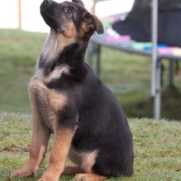 German Shepherd Puppies from RoyaltyK9 - vom Royalhaus German Shepherds