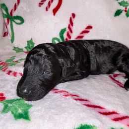 Luna- Black and White - Female - Black female Goldendoodle puppy in Wickenburg, Arizona from Gentle Paw Goldendoodles