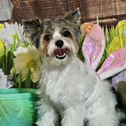 Peaches - Biewer Terrier