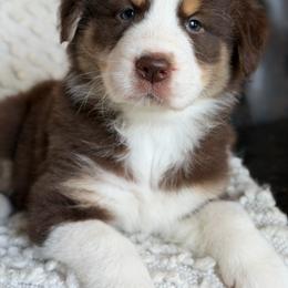 Cammi-has Tail-many videos - Red tri-color female Australian Shepherd puppy in Troy, South Carolina from Australian Shepherds of 3/W Farms