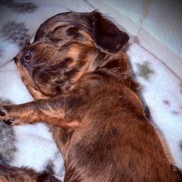 Tilly - Brindle female Dachshund puppy in Harrison, Arkansas from Dachshunds on the Hill