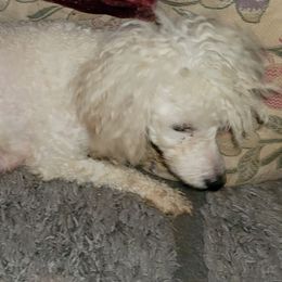 Salina - Poodle