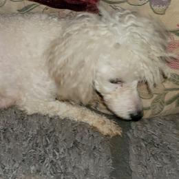 Salina - Poodle