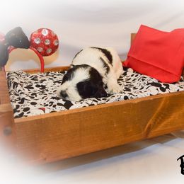 Goldendoodle Puppies from Tbear's Doodles