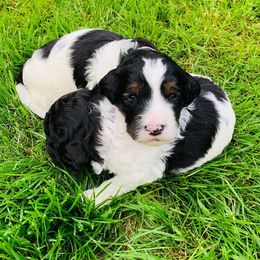 Goldendoodle Puppies from Amazing Grace Doodles