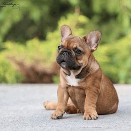 French Bulldog Puppies from Bleu Rock French Bulldogs