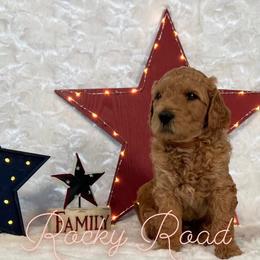 Goldendoodle Puppies from Jeremy Dafoe
