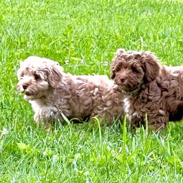 Australian Labradoodle Puppies from Beck ‘N Ridge Australian Labradoodles