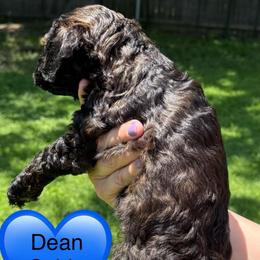 Dean - Sable male Poodle puppy in Bedford, Texas from S.H.A.R.P.’s Toy Poodles