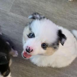 Captain - Merle male Pomsky puppy in Spokane, Washington from CJ White's Poms and Pomskies
