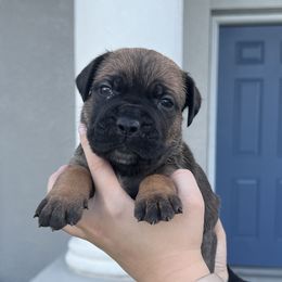 Cane Corso Puppies from Valyrian Cane Corsos
