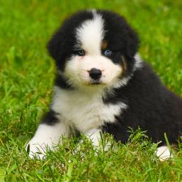 Finn - Black tri-color male Australian Shepherd puppy in Easton, Missouri from MMA Kennel