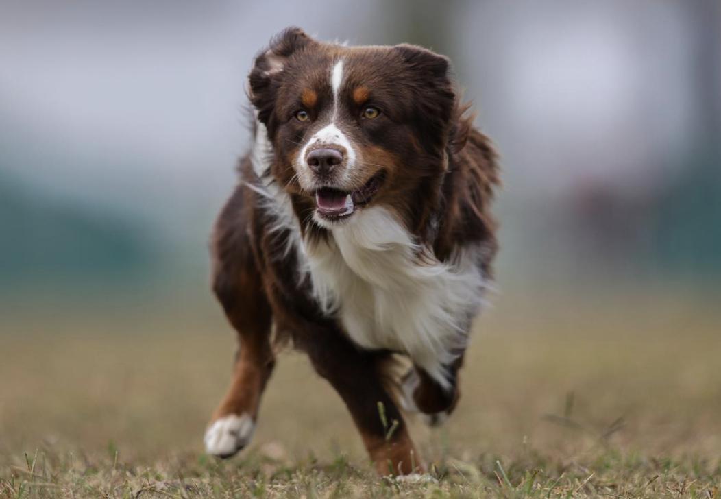 Sheppard Dogs Ranch LF Ranch in Kentucky | Miniature American Shepherd puppies | Good Dog