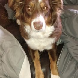Australian Shepherds from Charleyne Stumpf