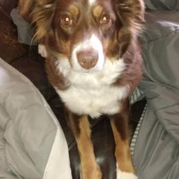 Australian Shepherds from Charleyne Stumpf