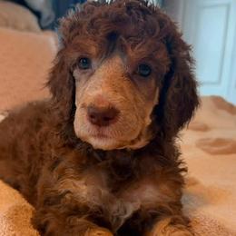 Meet Queen of Hearts - Phantom female Poodle puppy in Sharpsburg, Maryland from Down The Rabbit Hole Poodles