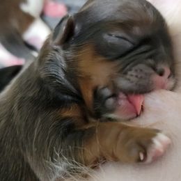 Shih Tzu Puppies from Chimera Shih Tzu