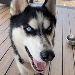 Diesel - Siberian Husky