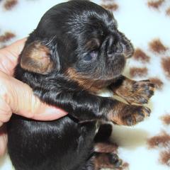 English Toy Spaniel and Pomeranian Puppies from Fairy Tale Poms & English Toy Spaniels