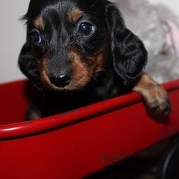 Girl 2 - Black and tan female Dachshund puppy in Craig, Colorado from Rocky Mountain Shih Tzus and Dry Creek Miniature Dachshunds