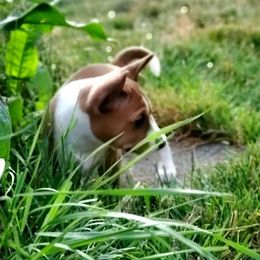 Basenji Puppies from Basenji Puppies