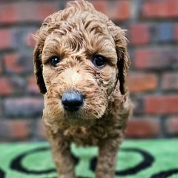 MUFFIN - Apricot male Goldendoodle puppy in Harris County, Texas from Cute & Curly Doodles