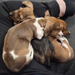 Dachshund puppies from Wildwood Champion Miniature Dachshunds