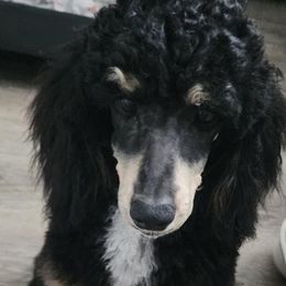 baby o - Poodle