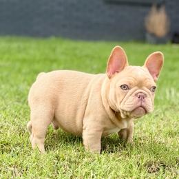 Brown - Cream male French Bulldog puppy in Wagoner, Oklahoma from Frenchie Frys