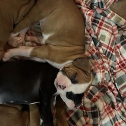 Boxer Puppies from Nala’s Pride