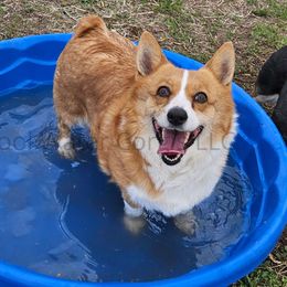 Penny - Red Pembroke Welsh Corgi puppy in Kiowa, Colorado from Cool Water Corgis LLC
