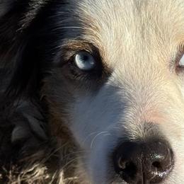 Sloanne - Miniature American Shepherd