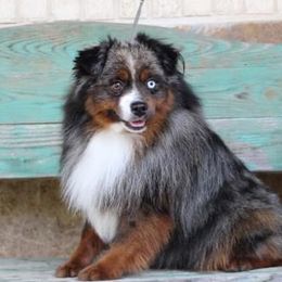 Thor - Toy Australian Shepherd