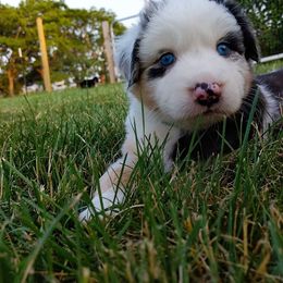Australian Shepherd Puppies from Shadow's Aussie Crossing