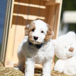 "Available mini Australian Labradoodle Male" Australian Labradoodle Puppies from Snooze and Sniff Labradoodles