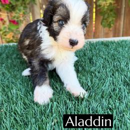 Aladdin - Black and white male Aussiedoodle puppy in Bakersfield, California from Annie's Aussies
