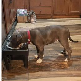 American Bully Puppies from Superstes Guard