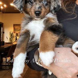Dasher - Blue merle male Toy Australian Shepherd puppy in Kenedy, Texas from C&W Toy Aussies & Poodles