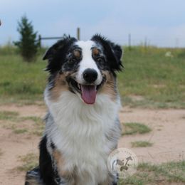 Harvey - Australian Shepherd