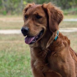 Golden Retrievers from MagnifiScent K9
