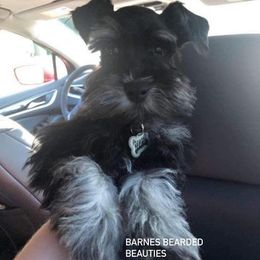 Miniature Schnauzers from Barnes Bearded Beauties