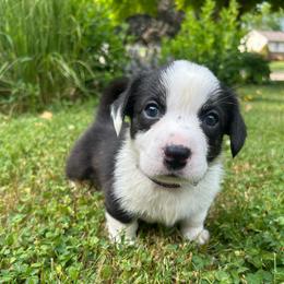 Poppy(magenta collar) - Black and white female Cardigan Welsh Corgi puppy in Clio, Michigan from Old Oak Cardigans