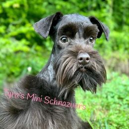 Jamaica - Miniature Schnauzer