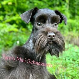 Jamaica - Miniature Schnauzer