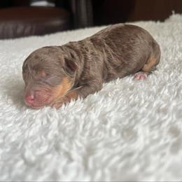 Snickers - Brown white and tan male Cockapoo puppy in Albany, Kentucky from Windy Pines Farm